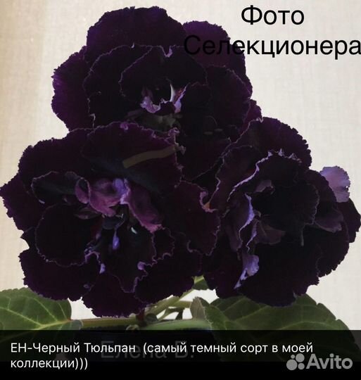 Глоксиния