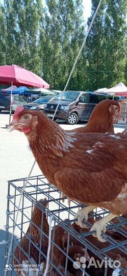 Куры несушки молодка