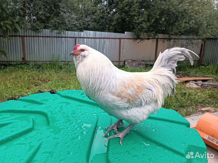 Амерауканы