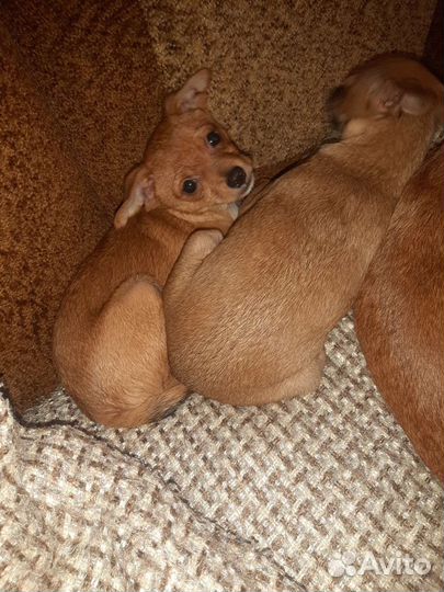 Мини той-терьер