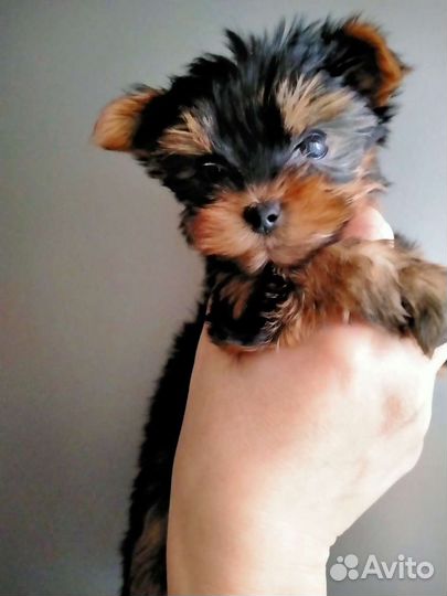 Йоркширский терьер щенки