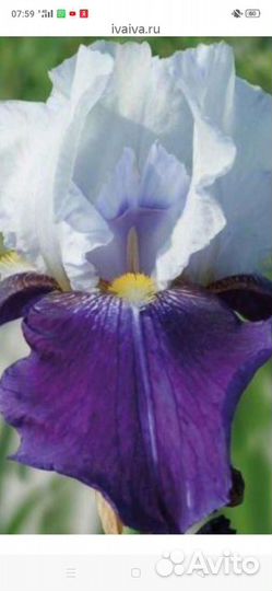 Ирис сортовой