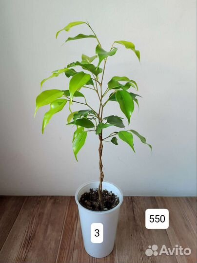 Сплетённые Фикусы Голден Моник и Эльдорадо