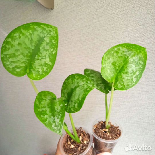 Сциндапсусы