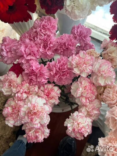 Гвоздики красные, розовые, кустовые