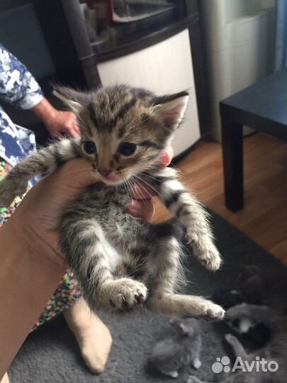 Котята в добрые руки