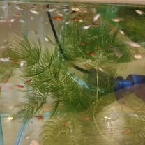 Аквариум бу с рыбками