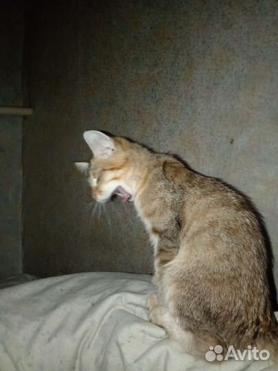 Котенок мальчик