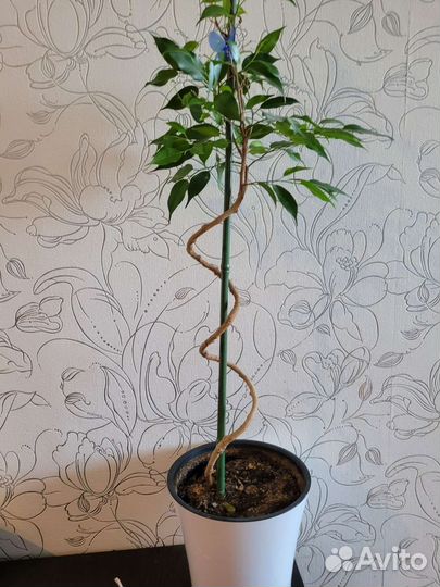 Фикус бенджамина