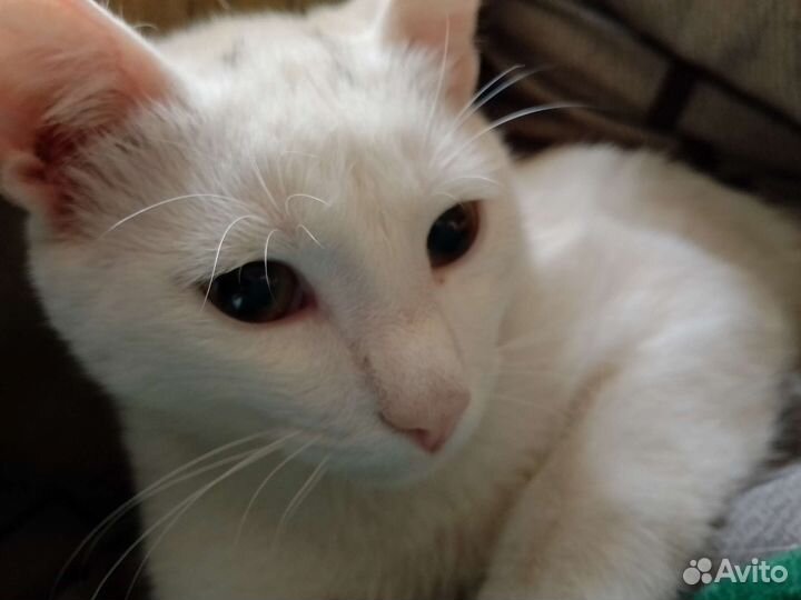 Отдам котенка в добрые руки