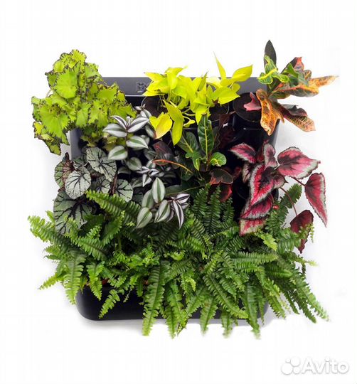 Фитомодуль 