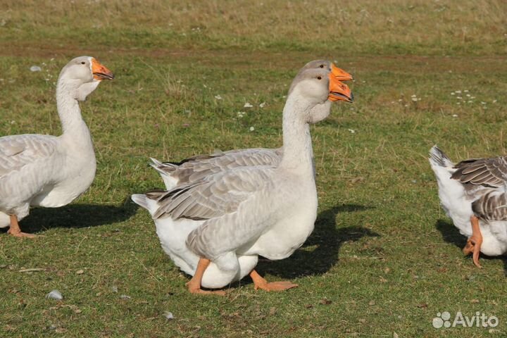 Холмогорские гуси