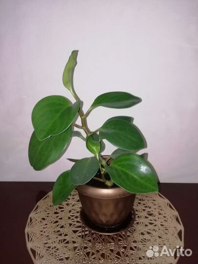 Пеперомия остролистная