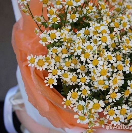 Доставка цветов. Ромашки