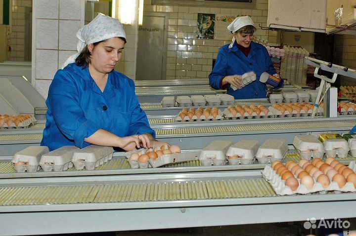 Вакансия на птицефабрике: вахтовый метод Пермь