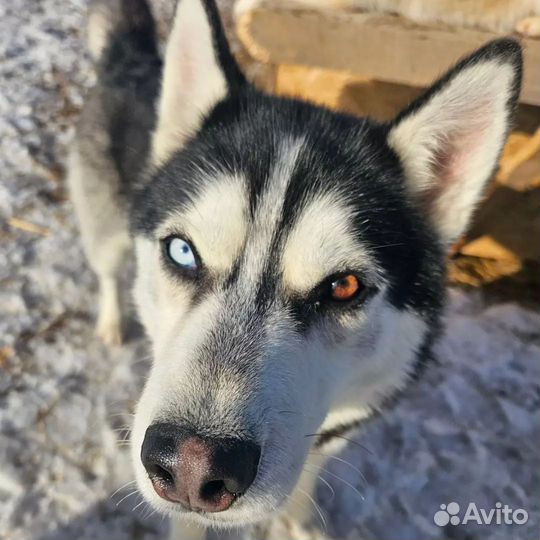 Хаски в добрые руки