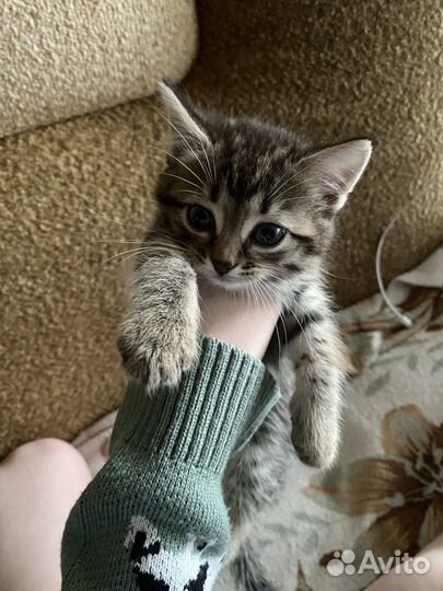 Отлам котят