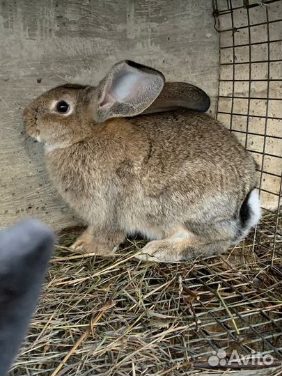 Кролики породы фландр