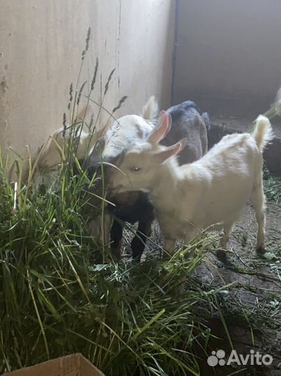 Козлята