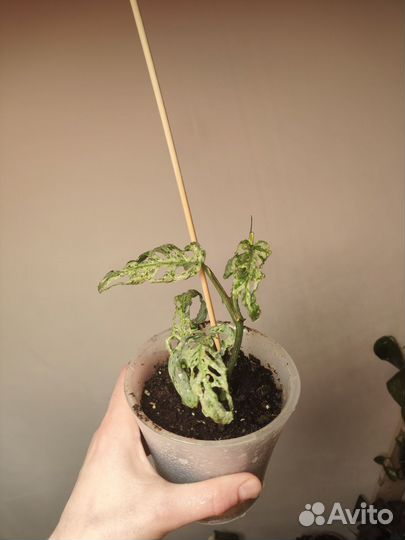 Монстера фрозен фриклес