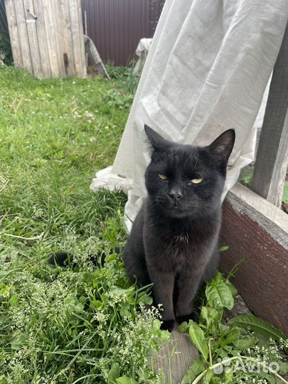Кошка Соня ищет дом