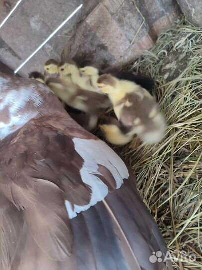 Утка с утятами