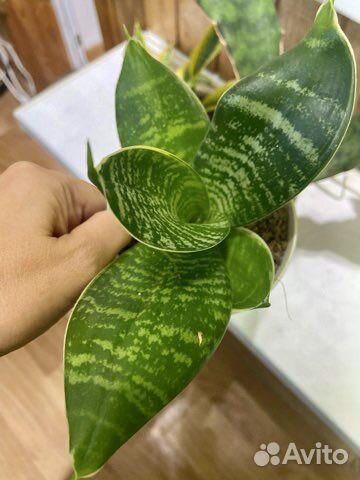 Сортовые сансевиерии и Крассула триколор