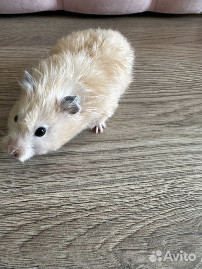 Сирийский хомяк бесплатно