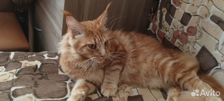 Котята мейн-кун