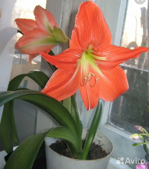 Гиппиаструм