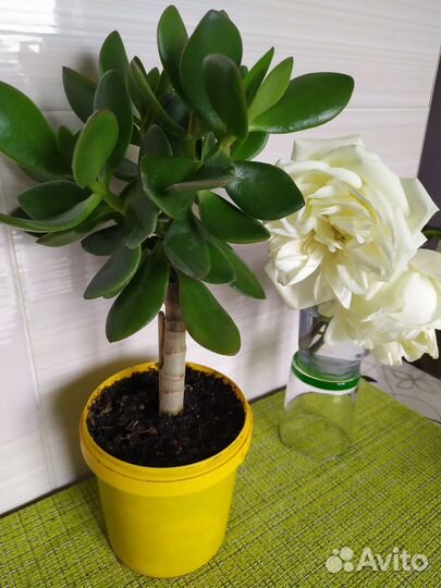 Замиокулькас,Фикус Бенджамин