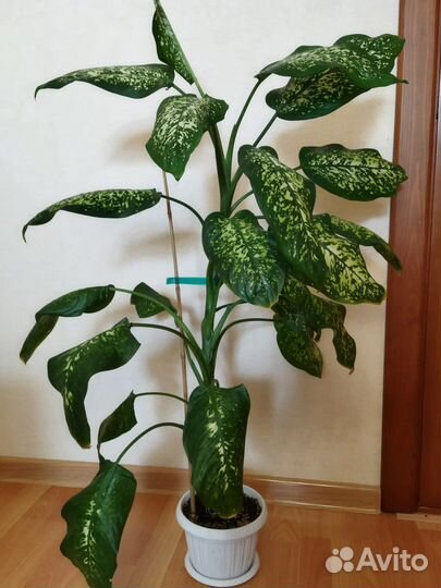 Диффенбахия 109 см