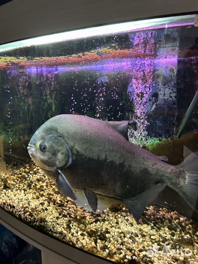 Аквариум с тумбой 420 литров и рыба