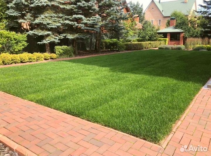 Рулонный газон 
