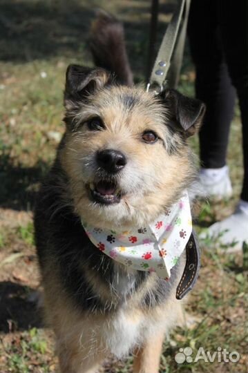 Небольшой песик ищет дом из приюта