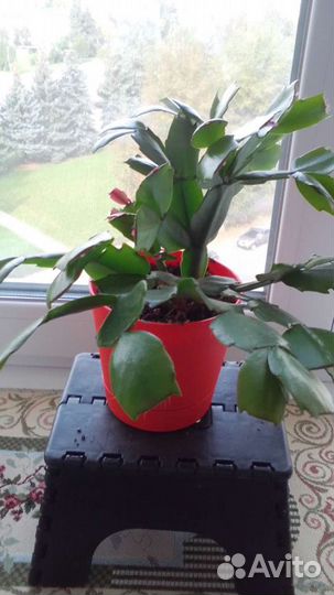 Шлюмбергера (Декабрист)