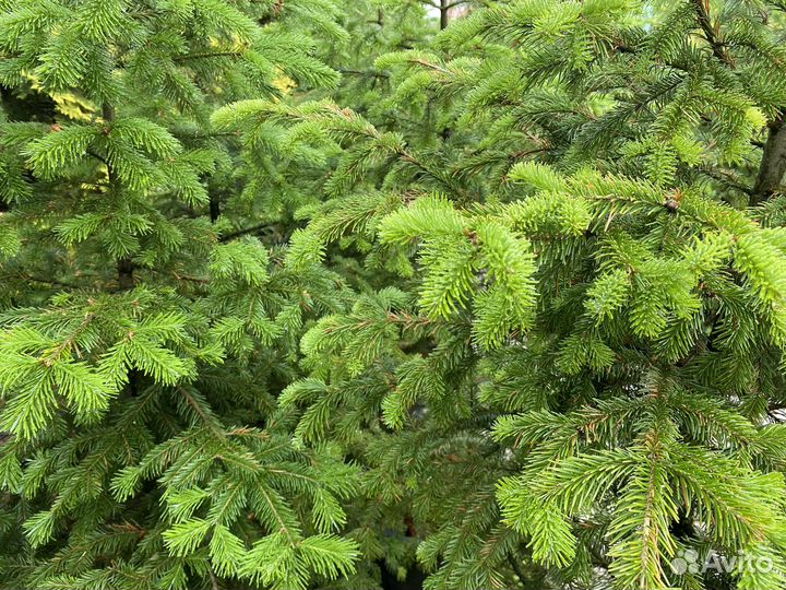 Пихты сибирские 1,5-2,5 м с зкс в горшках 65-90 л