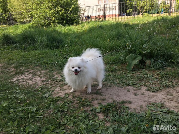 Собака вязка