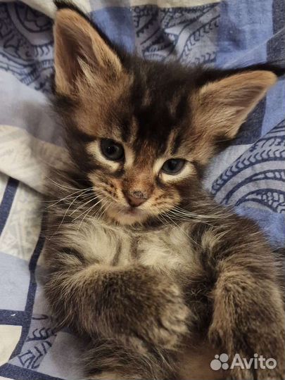 Котята мейн-кун
