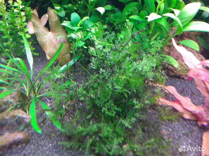 Аквариумные растения