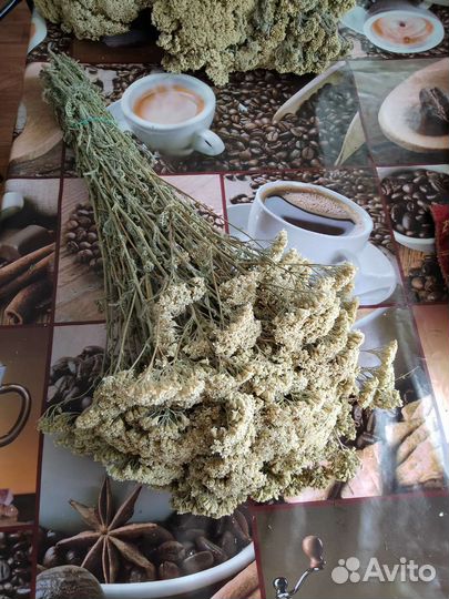 Тысячелистник лекарственный