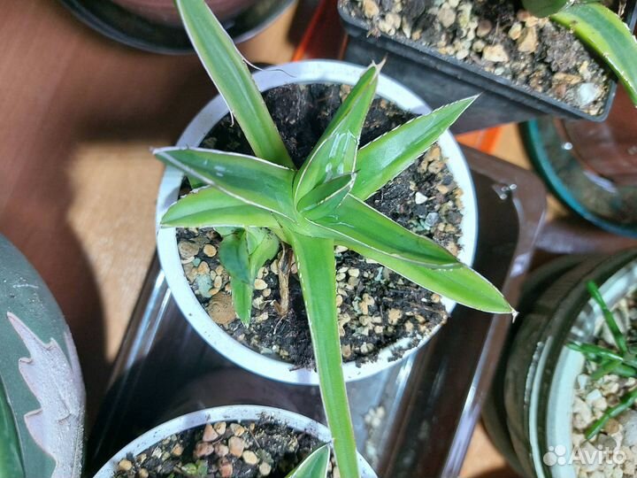 Агава королевы виктории вариегатная