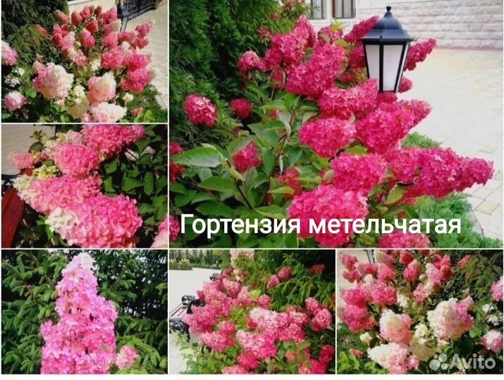 Многолетники