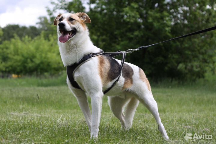 Молодой пёс Купер нуждается в доме