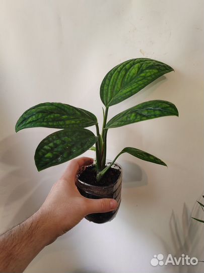 Гиппеаструм