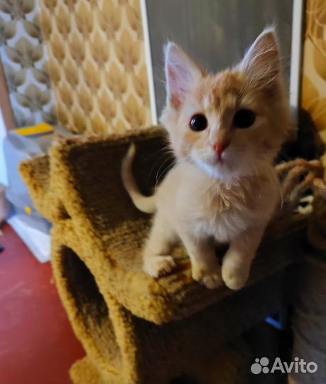 Рыжий котенок ищет дом