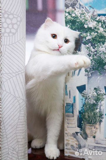 Белый кот Эклер в добрые руки