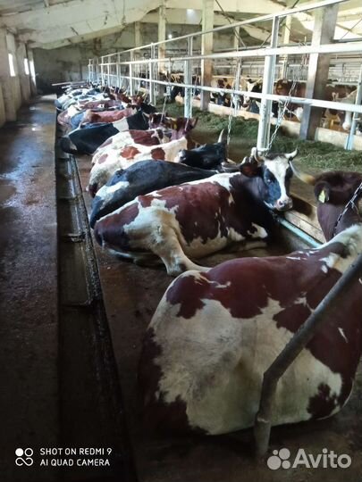 Коровы и нетели