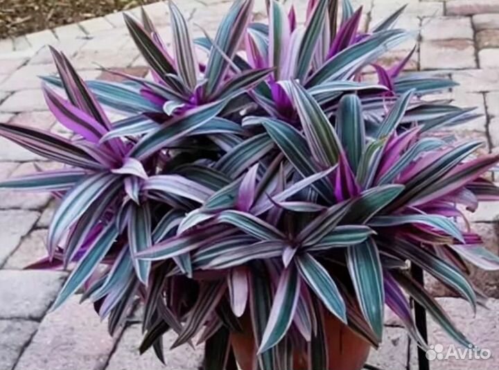 Цветок Традесканция Рео Пестрое