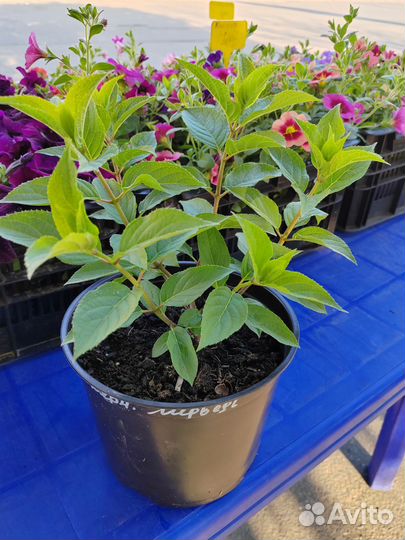 Гортензия саженцы